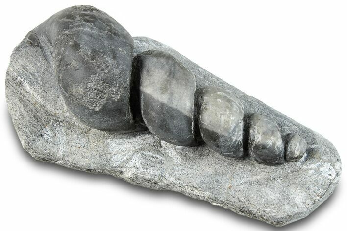 Devonian Fossil Gastropod Internal Mold - Issoumour, Morocco #282800